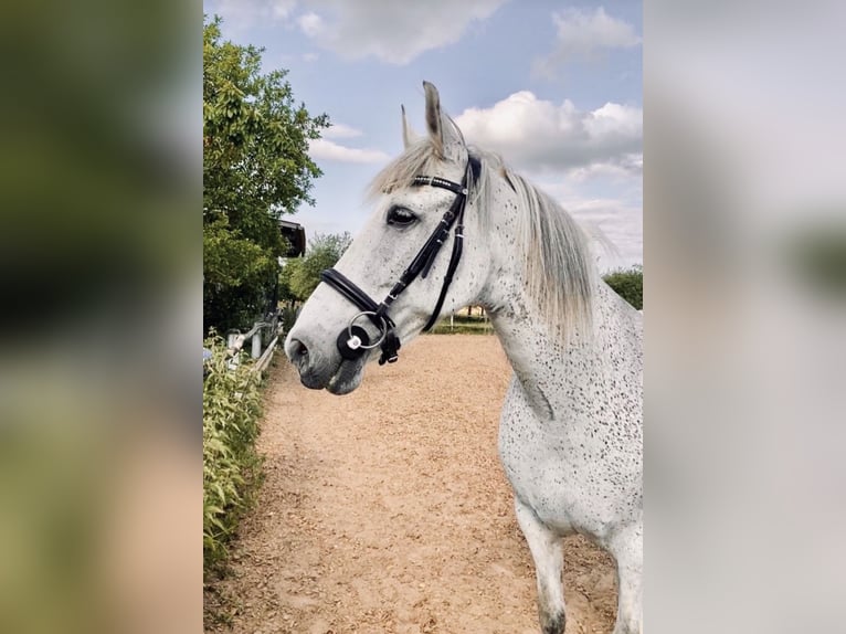 PRE Wallach 15 Jahre 158 cm Schimmel in Neresheim