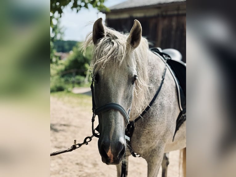 PRE Wallach 15 Jahre 158 cm Schimmel in Neresheim