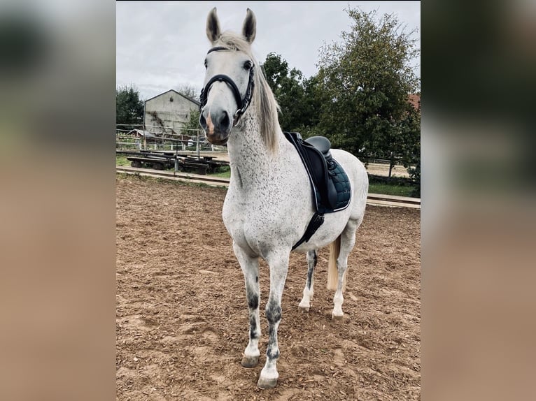 PRE Wallach 15 Jahre 158 cm Schimmel in Neresheim