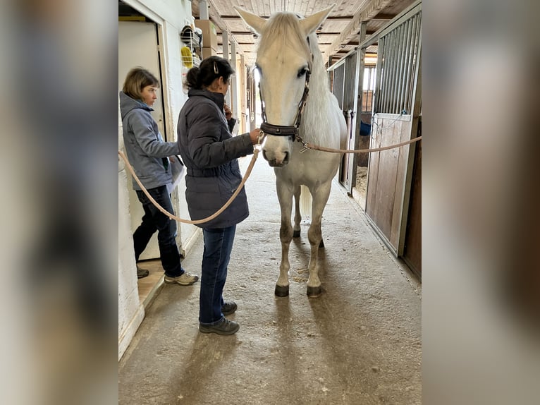 PRE Mix Wallach 15 Jahre 160 cm Rotschimmel in Zürich