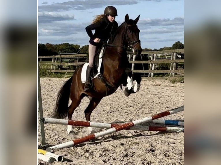 PRE Wallach 15 Jahre 162 cm Brauner in Barneveld