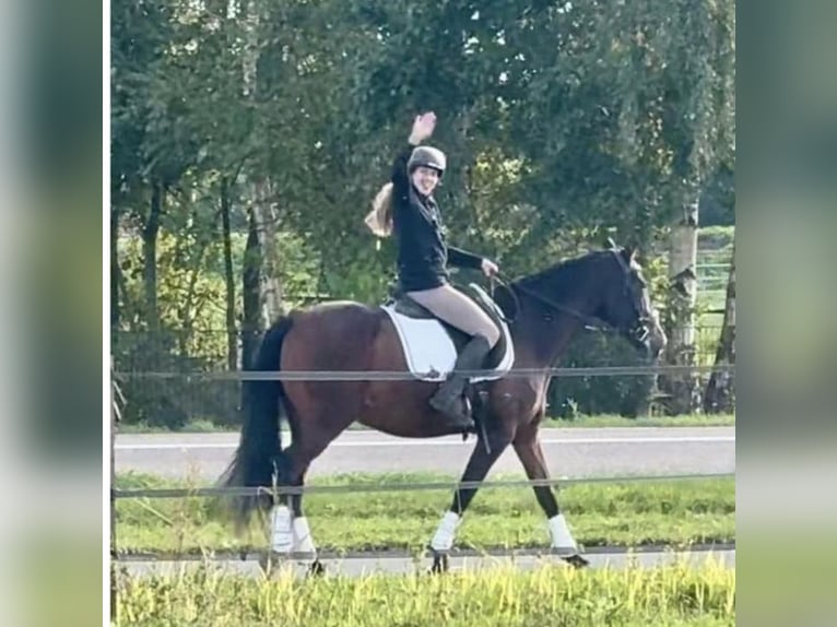 PRE Wallach 15 Jahre 162 cm Brauner in Barneveld