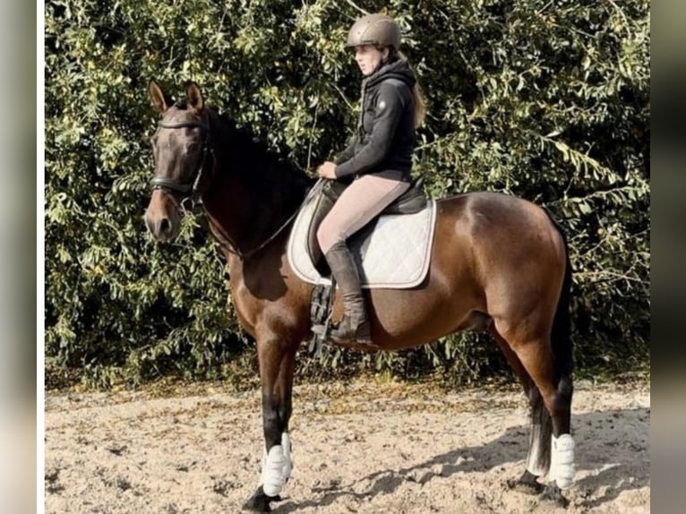 PRE Wallach 15 Jahre 162 cm Brauner in Barneveld