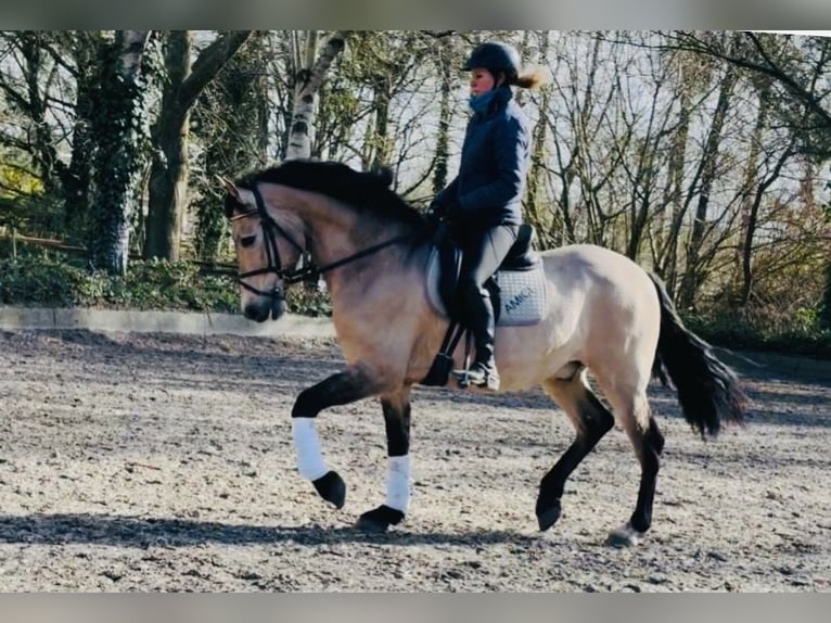 PRE Wallach 15 Jahre 162 cm Buckskin in Sottrum