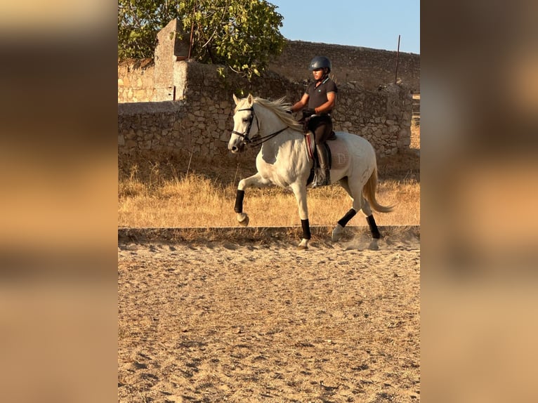 PRE Wallach 15 Jahre 163 cm Schimmel in Extremadura