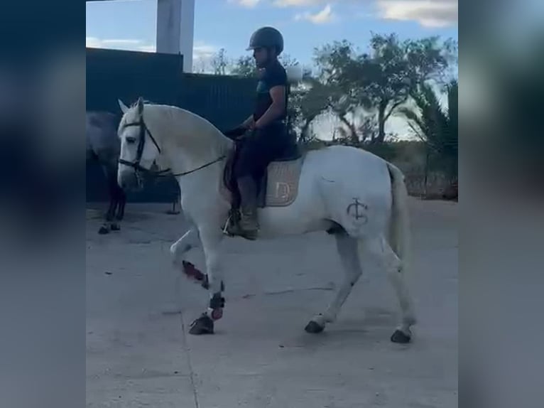 PRE Wallach 15 Jahre 163 cm Schimmel in Extremadura