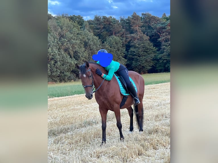 PRE Wallach 15 Jahre 164 cm Dunkelbrauner in Steinhagen