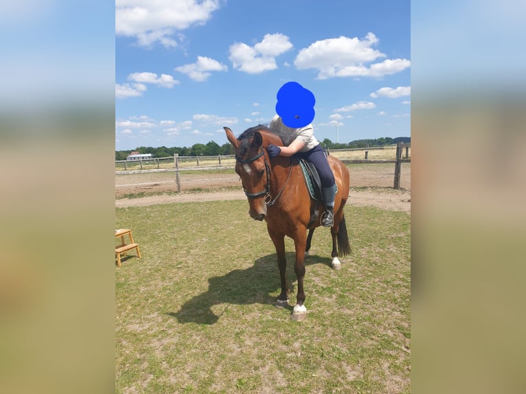 PRE Wallach 15 Jahre 164 cm Dunkelbrauner in Steinhagen