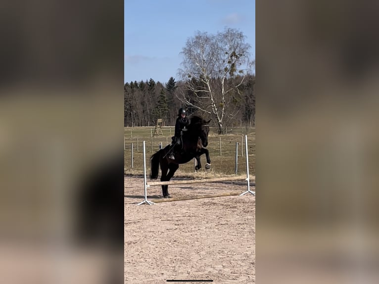 PRE Mix Wallach 15 Jahre 165 cm Rappe in Inning am Ammersee