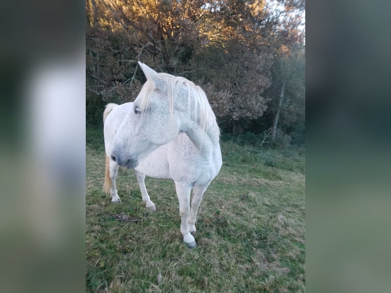 PRE Wallach 15 Jahre 168 cm Fliegenschimmel in Castet