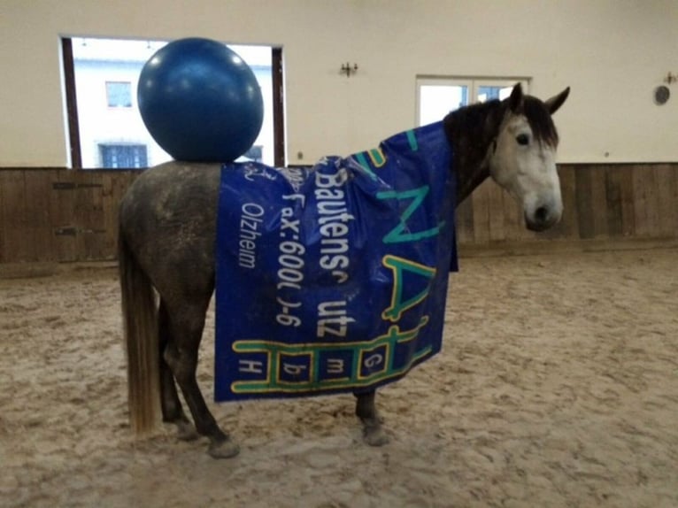 PRE Mix Wallach 15 Jahre 168 cm Schimmel in Roth