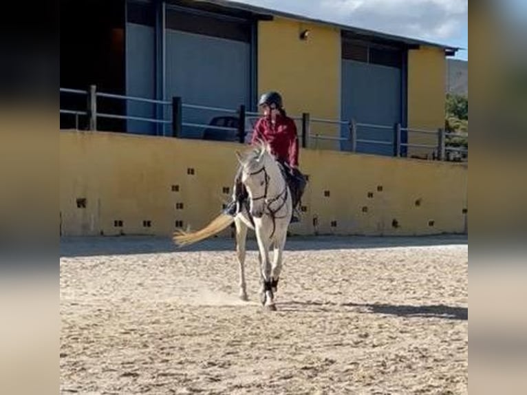 PRE Mix Wallach 15 Jahre 170 cm Schimmel in M&#xE1;laga