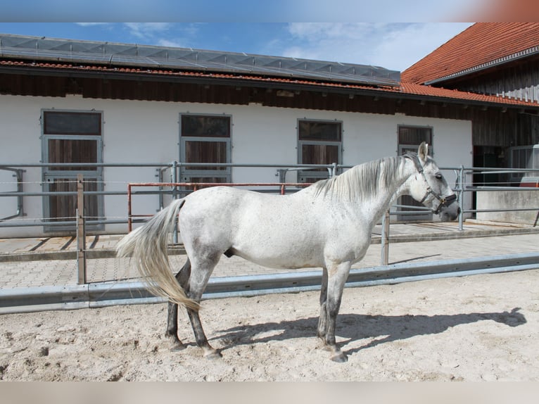 PRE Mix Wallach 16 Jahre 150 cm Apfelschimmel in Immenstadt