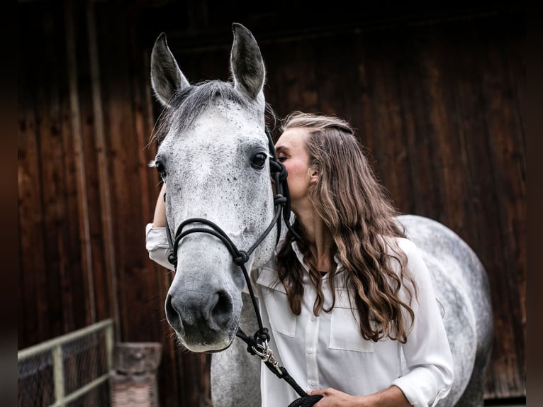 PRE Mix Wallach 16 Jahre 150 cm Apfelschimmel in Immenstadt