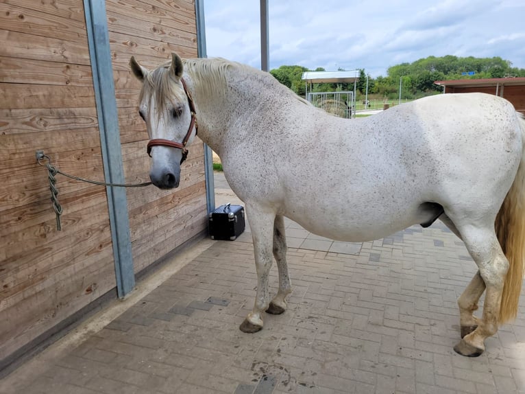 PRE Wallach 16 Jahre 154 cm Fliegenschimmel in M&#xF6;nchengladbach