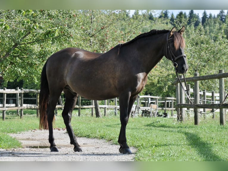 PRE Wallach 16 Jahre 154 cm Schwarzbrauner in Chieming