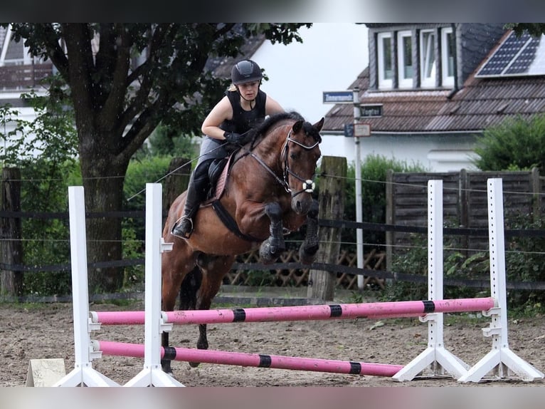 PRE Mix Wallach 16 Jahre 155 cm Brauner in Essen