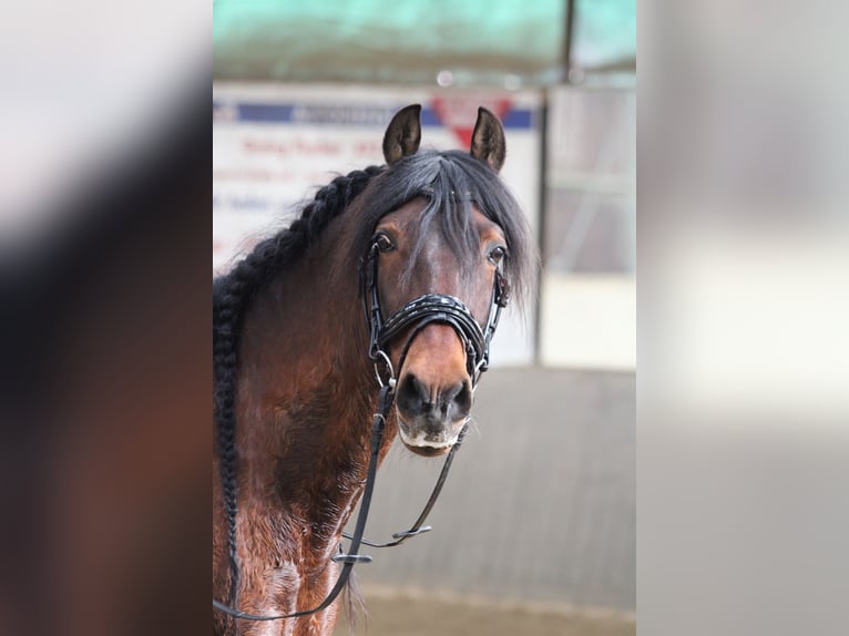 PRE Mix Wallach 16 Jahre 155 cm Brauner in Essen