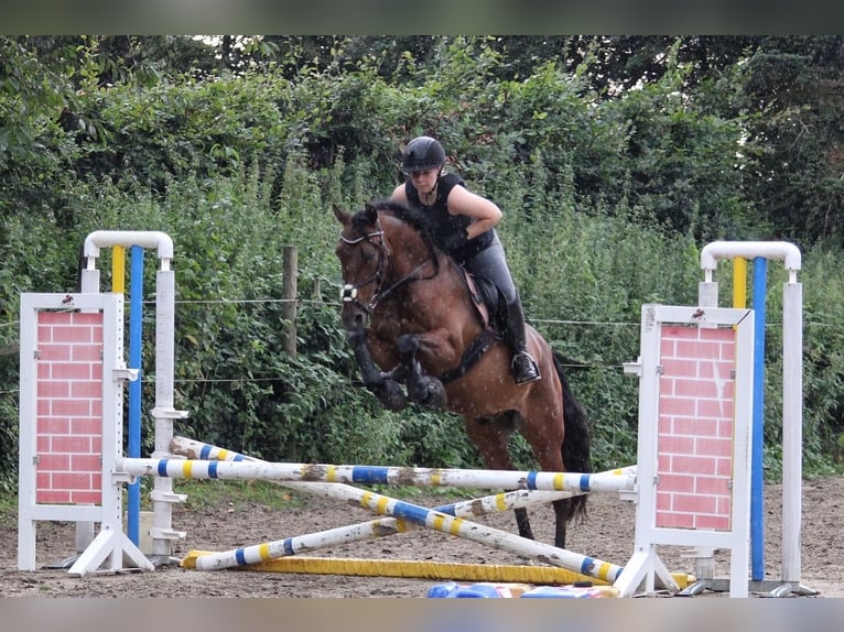 PRE Mix Wallach 16 Jahre 155 cm Brauner in Essen