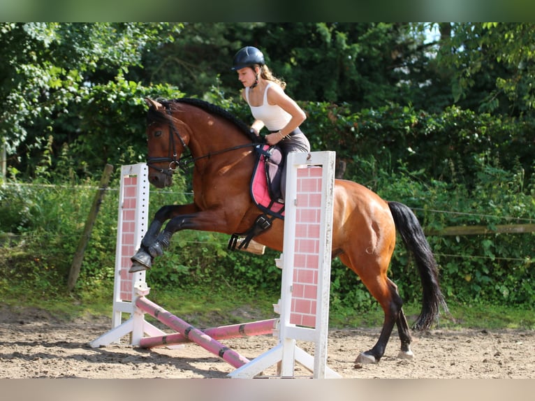 PRE Mix Wallach 16 Jahre 155 cm Brauner in Essen