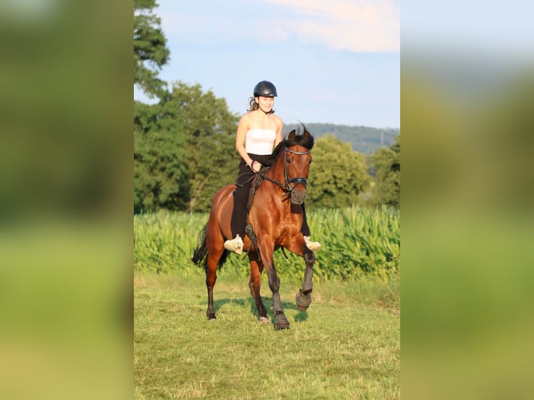 PRE Mix Wallach 16 Jahre 155 cm Brauner in Essen