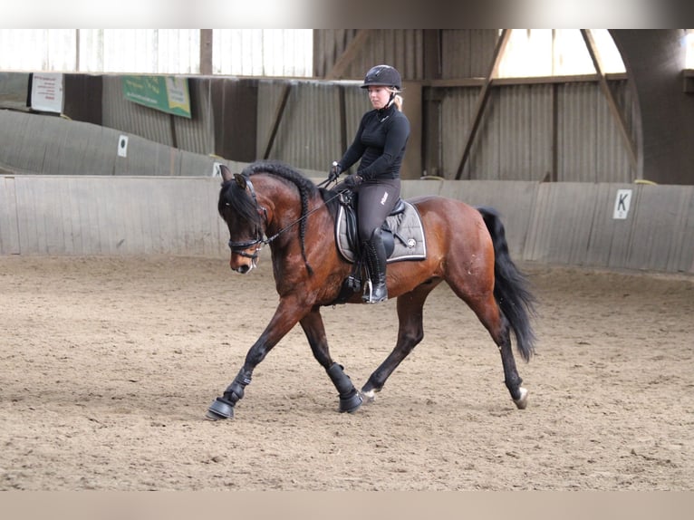 PRE Mix Wallach 16 Jahre 155 cm Brauner in Essen