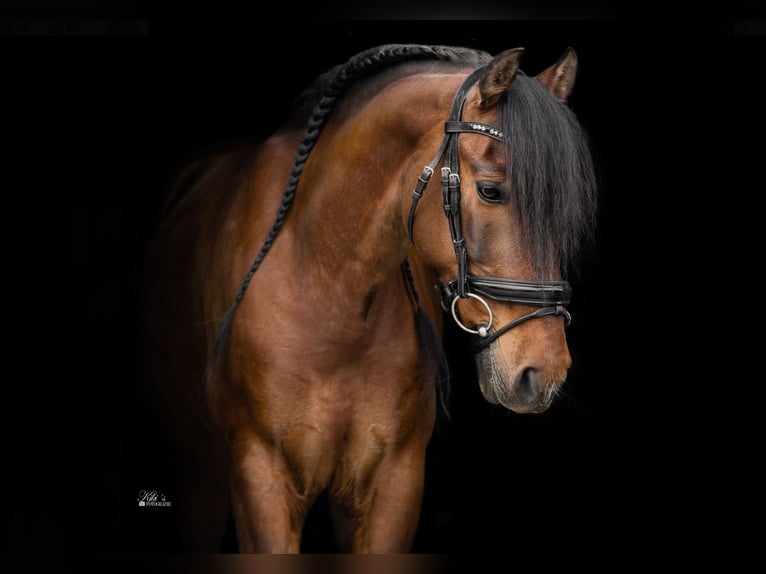 PRE Mix Wallach 16 Jahre 155 cm Brauner in Essen