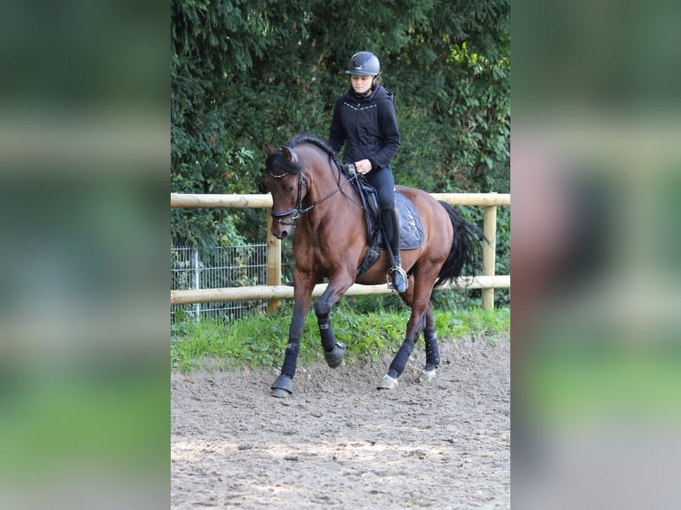 PRE Mix Wallach 16 Jahre 155 cm Brauner in Essen