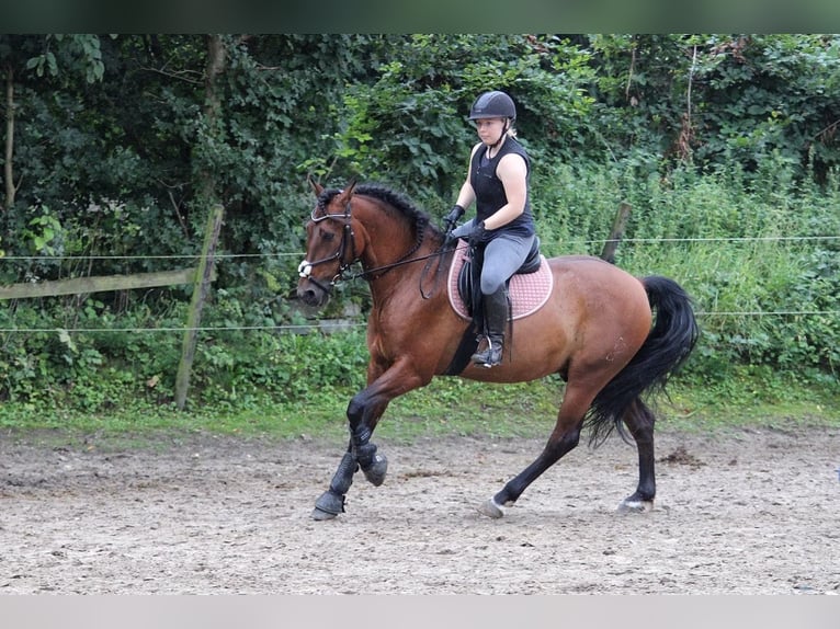 PRE Mix Wallach 16 Jahre 155 cm Brauner in Essen