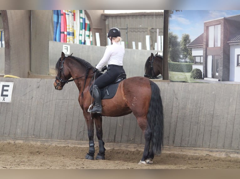 PRE Mix Wallach 16 Jahre 155 cm Brauner in Essen