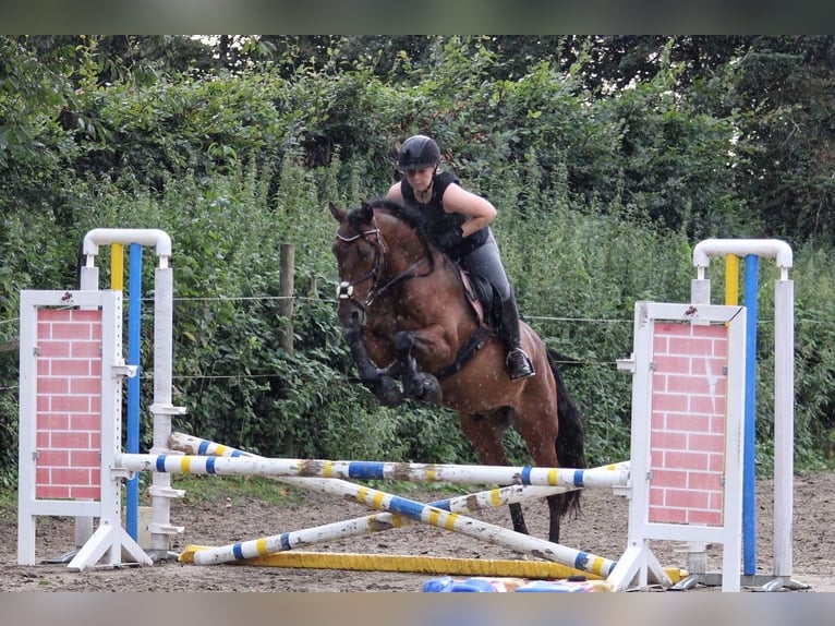 PRE Mix Wallach 16 Jahre 155 cm Brauner in Essen