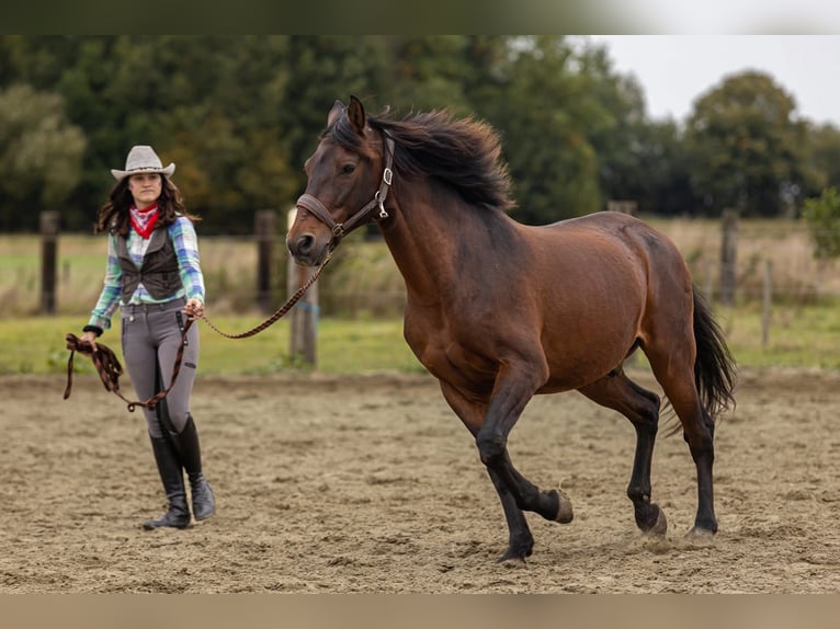 PRE Mix Wallach 16 Jahre 155 cm Brauner in Beloeil