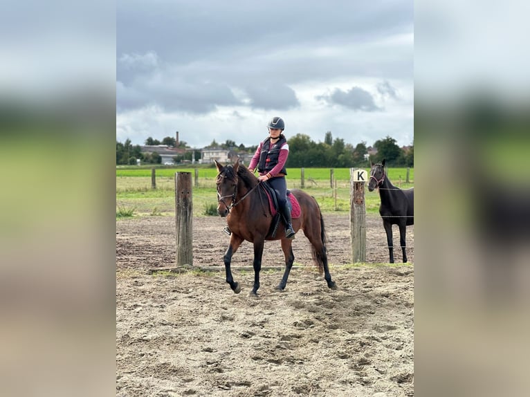 PRE Mix Wallach 16 Jahre 155 cm Brauner in Beloeil