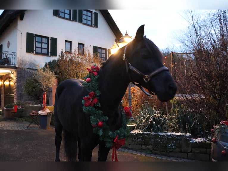 PRE Wallach 16 Jahre 155 cm Rappe in H&#xF6;sbach
