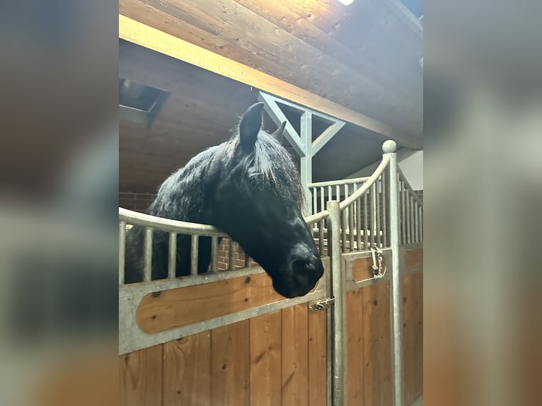 PRE Wallach 16 Jahre 155 cm Rappe in H&#xF6;sbach