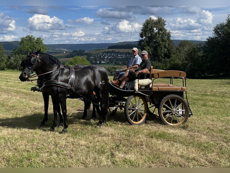 PRE Wallach 16 Jahre 155 cm Rappe in H&#xF6;sbach