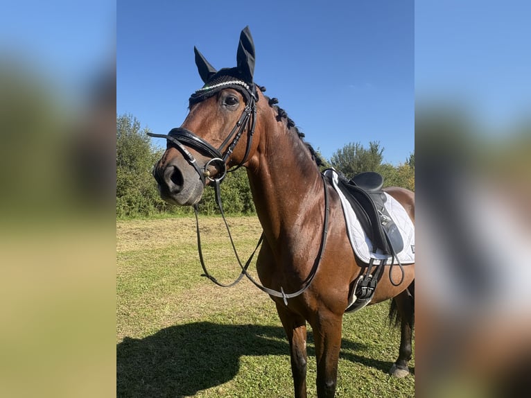 PRE Wallach 16 Jahre 158 cm Brauner in Fürstenfeldbruck