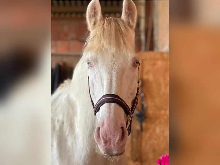 PRE Wallach 16 Jahre 158 cm Cremello in Karben