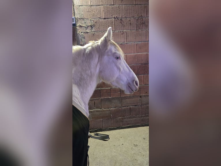 PRE Wallach 16 Jahre 158 cm Cremello in Karben