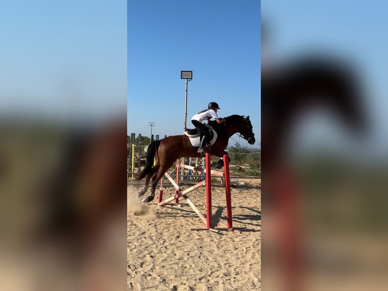 PRE Mix Wallach 16 Jahre 160 cm Brauner in Montebello