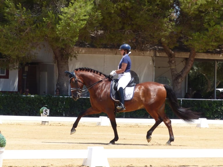 PRE Mix Wallach 16 Jahre 160 cm Brauner in Montebello