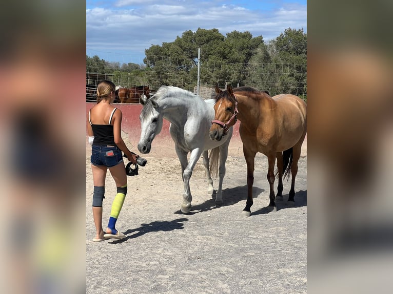 PRE Wallach 16 Jahre 160 cm Schimmel in Llucmajor