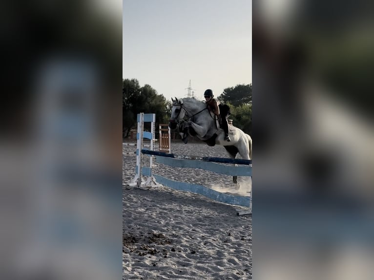 PRE Wallach 16 Jahre 160 cm Schimmel in Llucmajor