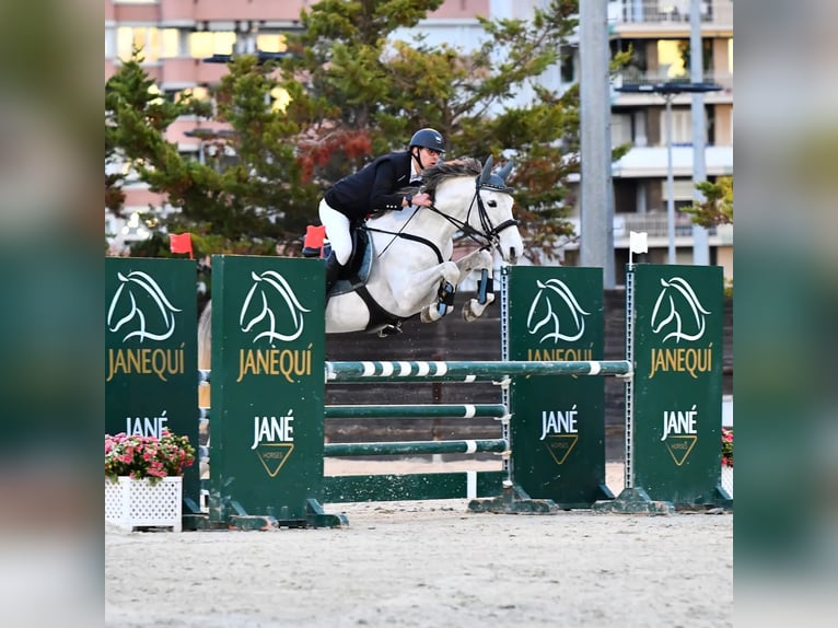 PRE Wallach 16 Jahre 160 cm Schimmel in Sant Climent De Llobregat
