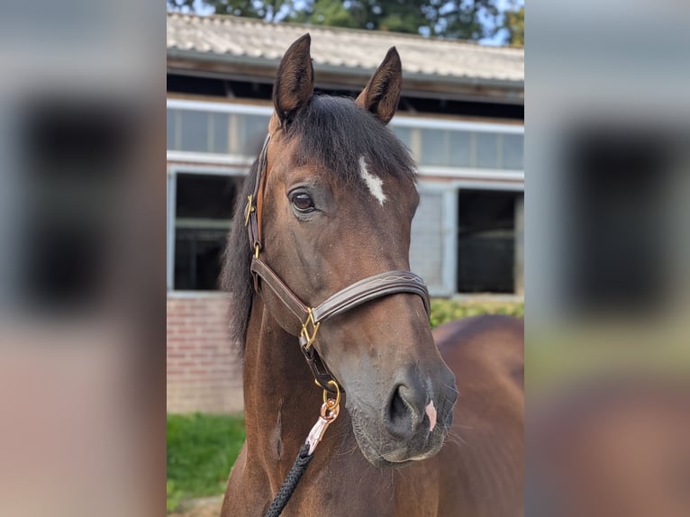 PRE Wallach 16 Jahre 162 cm in Langerwehe