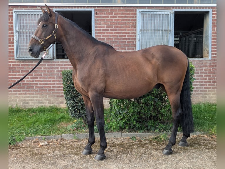 PRE Wallach 16 Jahre 162 cm in Langerwehe