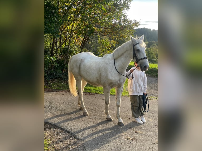 PRE Mix Wallach 16 Jahre 162 cm Schimmel in Loffenau