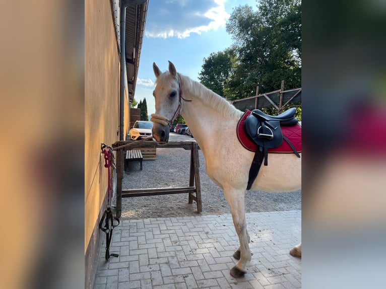 PRE Mix Wallach 16 Jahre 162 cm Schimmel in Loffenau