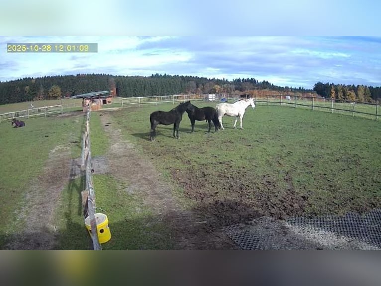 PRE Wallach 16 Jahre 163 cm Rappe in Starnberg