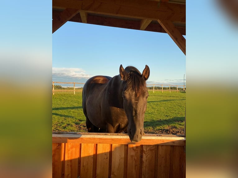 PRE Wallach 16 Jahre 163 cm Rappe in Starnberg